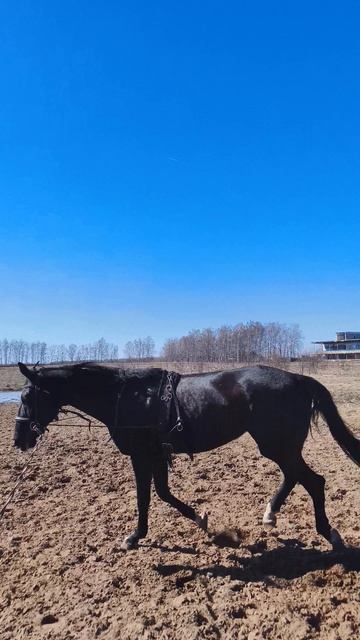 Оксана Новикова и Дольче Вита, работа на корде на плацу галоп.