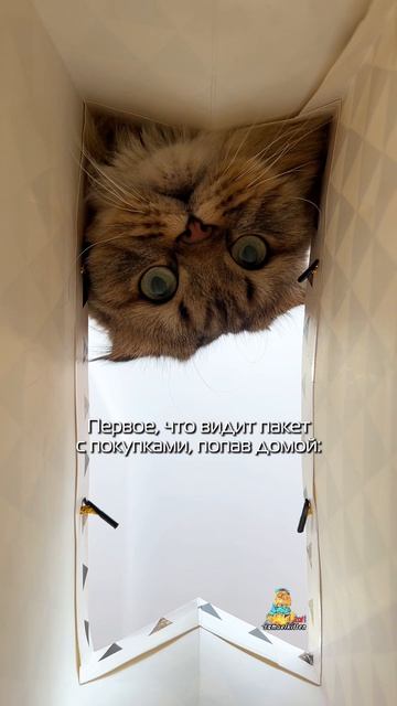 А ваши питомцы тоже любят проверять покупки? котики юмор смешныекоты