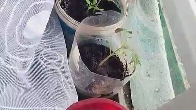 Чем богаты тому и рады!