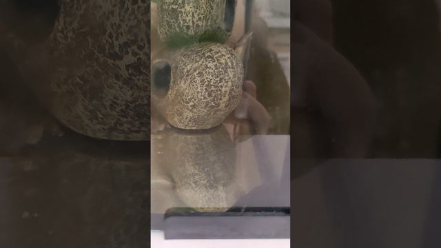 Я собрал Полную коллекцию МОНСТРИКСОВ