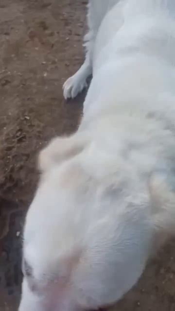 Медвежонок САО Хьюго🍀ищет 🏠❗Пост в описании видео 🎥 #dog #сао  #алабай #собака #любовь #добро