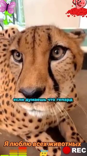 Я люблю всех животных😇