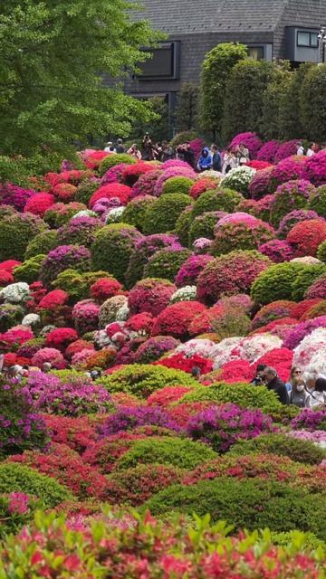 Цветение Азалии, Сады Нэдзу-дзиндзя в Токио, Япония