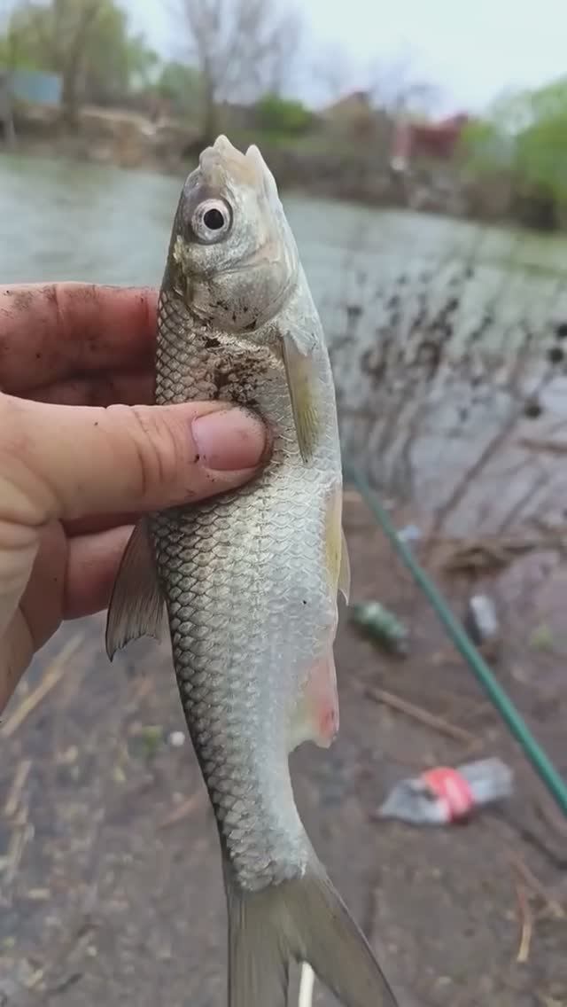 ВОБЛА пошла в Астрахани.