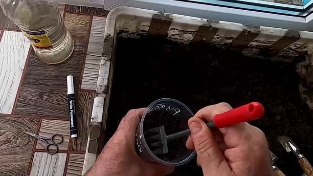 Посев многолетнего цветка рудбекии на рассаду