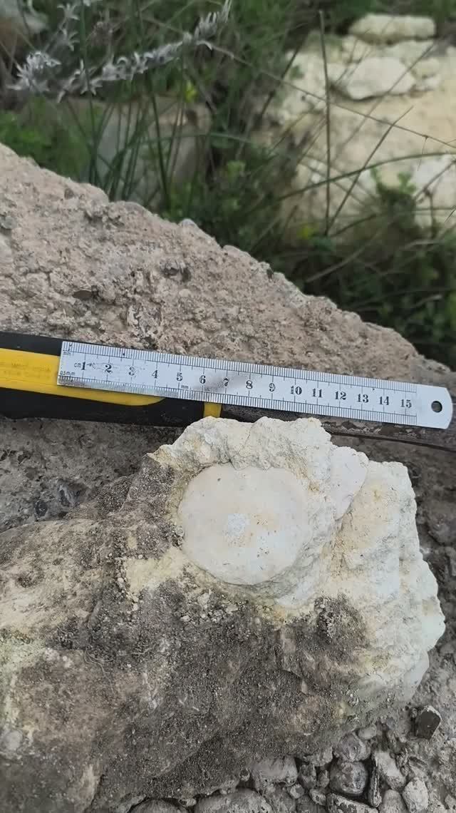 Nummulites 52мм 2026 04 19