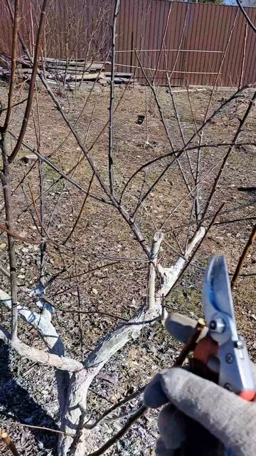 Обрезка сливы