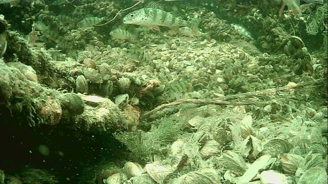 1000015293.mp4фВолга гл.2м.19.04.2026г.