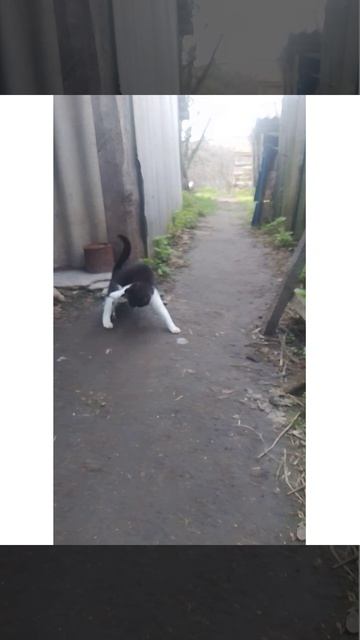 борьба кота и ящерицы.