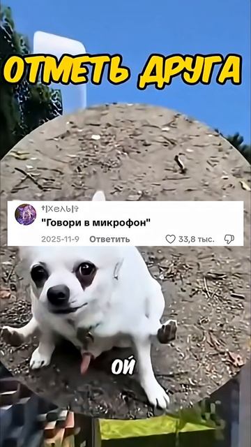 Пёс умеет сидеть а теперь хозяйке пора слушать команды! Мем!