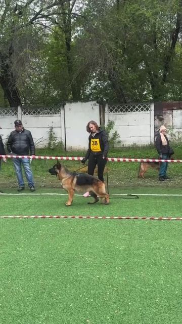 БАЛАРИС КИАРА (Бакстер Бридж & Баларис Спейс) ПОБЕДИТЕЛЬНИЦА СУК юниоров