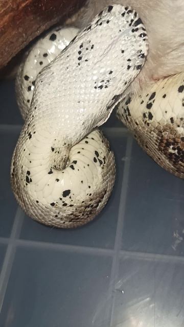 Кормление удава Ноники. 8 апреля 2026 г.