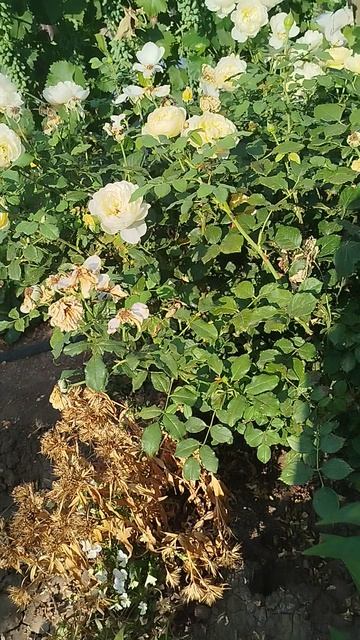 Лилия ОТ гибрид Анастасия.