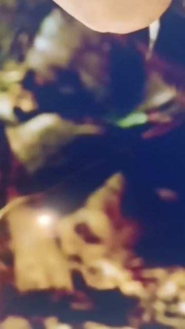 КАК ОБЕЗЬЯНЫ ЛОМАЮТ КОКОСЫ