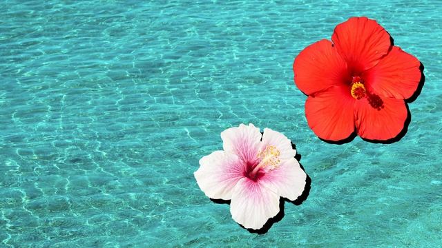 PushBaby Best Treasure Box Vol.69  10min Compilation PushBaby Official