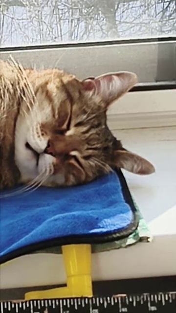 Барсик спит на балконе