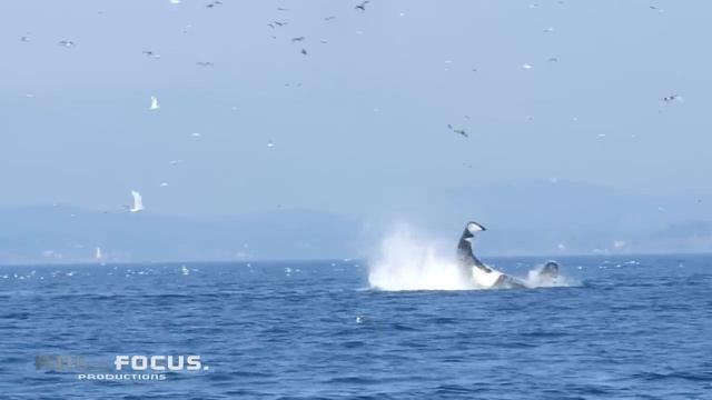 Transient Orca Punts A Seal 80 Feet Into The Air Near Victoria BC!