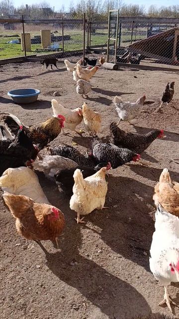 Полезные вкусняшкивитамины для курочек 