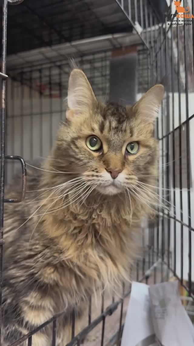 Милана ждёт вас в приюте #Муркоша