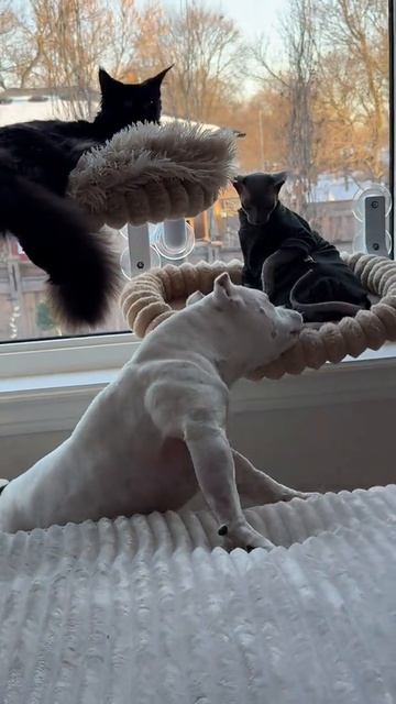 Куда лезешь, пёс?! 😼