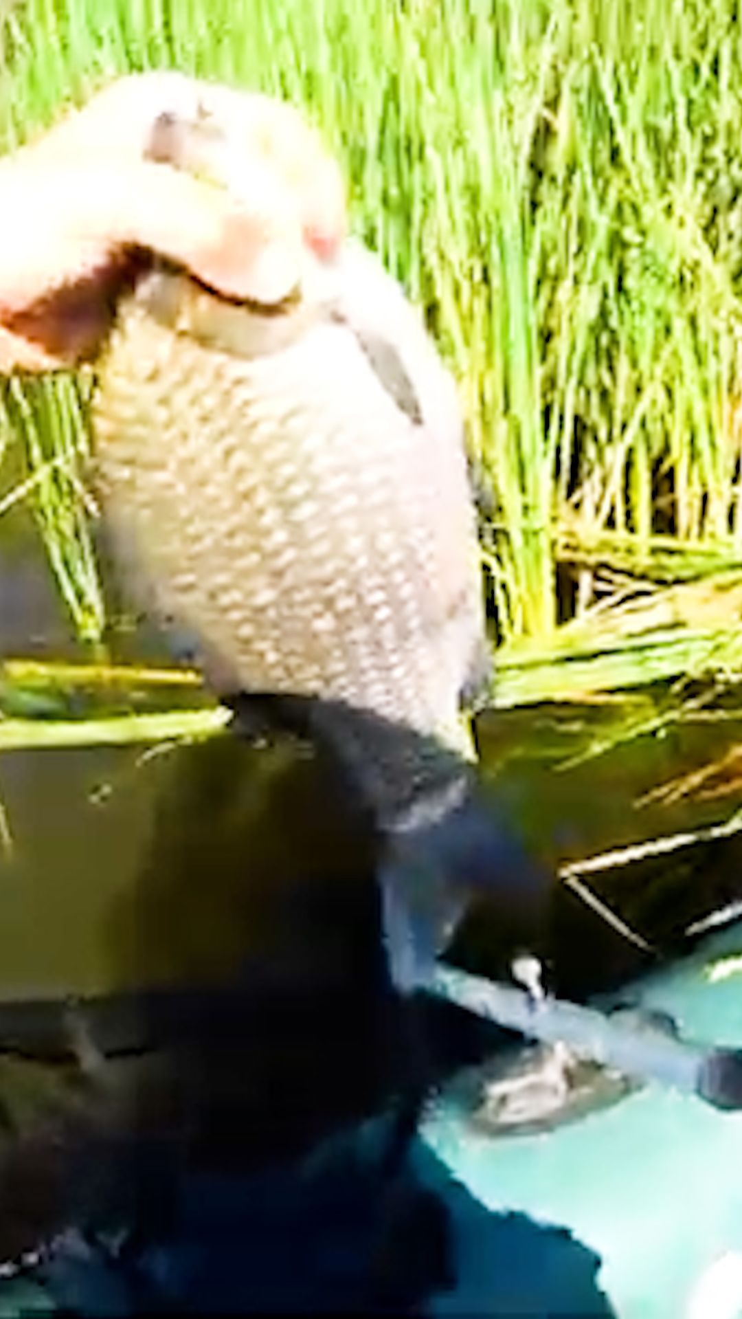 Поймал Карася на 1 кг в камышах на речке