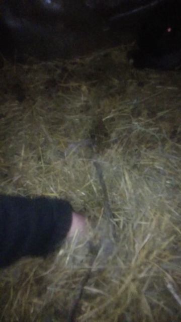 Крольчата на 5 день ,когда отсаживать