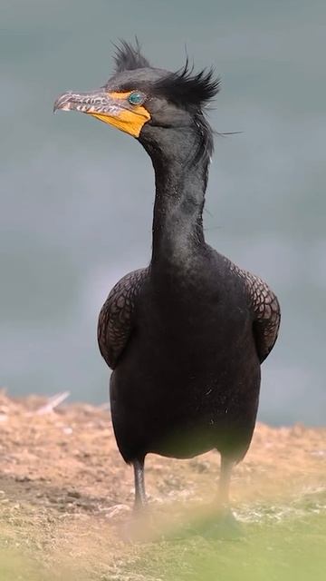 Хохлатые бакланы - одно из тех редких животных, которое имея крылья все-таки предпочитает плавать