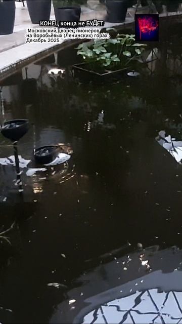 Москва. Московский дворец пионеров на Воробьёвых Ленинских горах. Декабрь 2025.