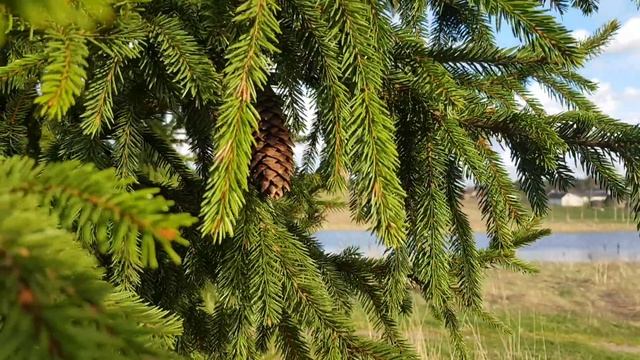 013▪️Ёлка и шишки в весеннем лесу ▪️Футажи ▪️Красивая природа