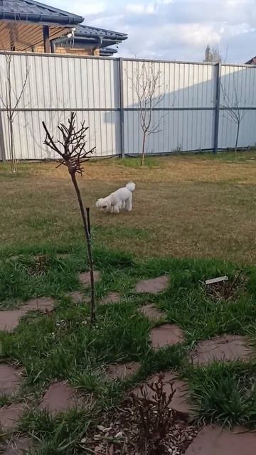 Собачка наша