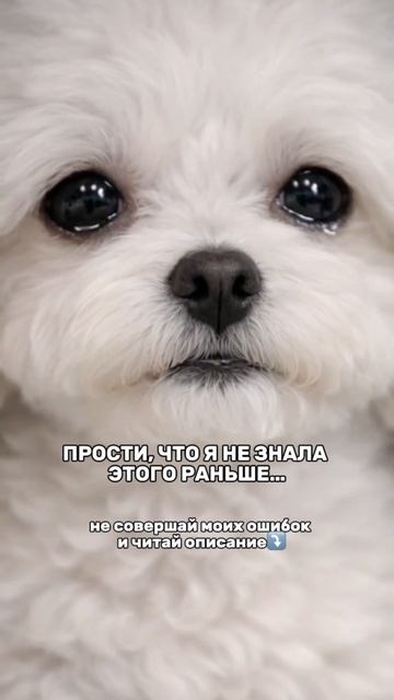 Не мучай собаку, и начни чистку зубов!Я чищу зубки Амура 4 раза в неделю 👉 Зубной  пастой #WW289331