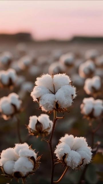 Цветущее Хлопковое Поле природа растения хлопок