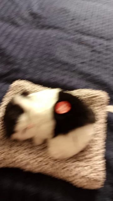 ватафак 🟪🐱