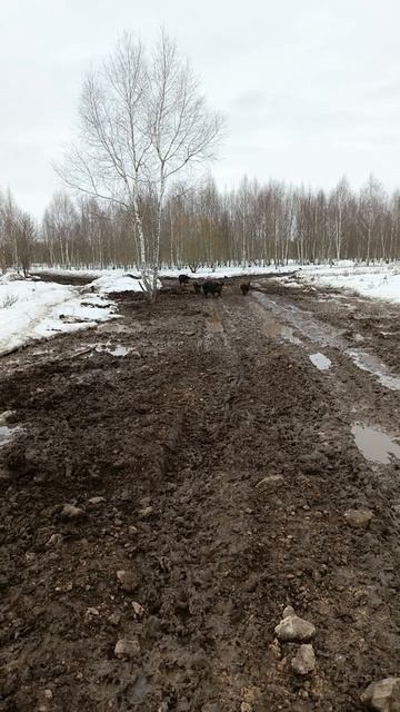 Охота на Кабана