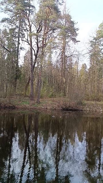 Весна в Шуваловском парке_3. С-Пб_Апрель 2026 год