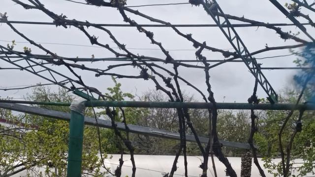 Благая  Весть