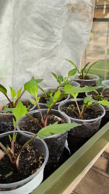 19 апреля теплица дача садоводничество огород уходзатеплицей