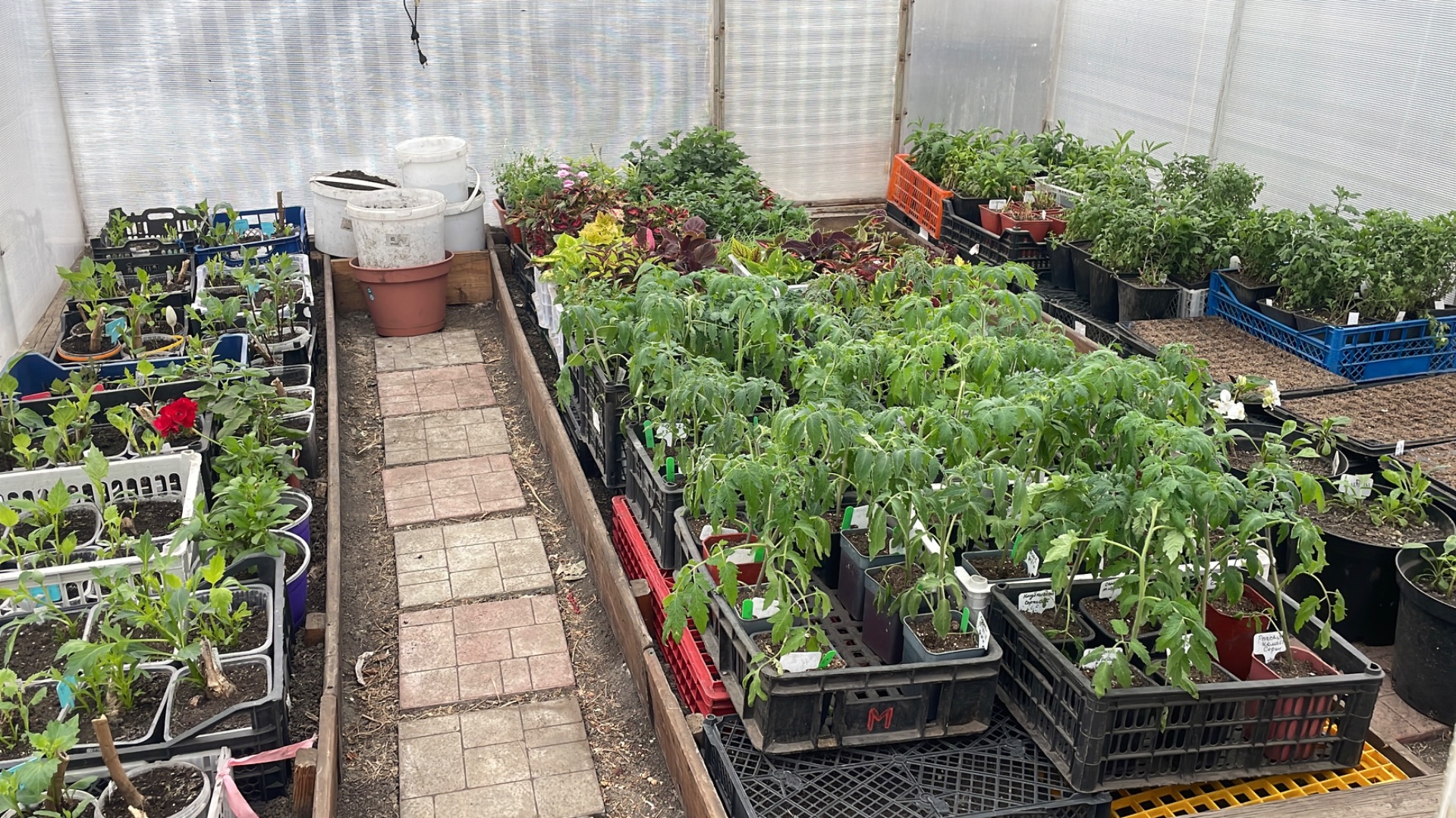 Погода изменилась и мы задействовали вторую неотапливаемую теплицу.