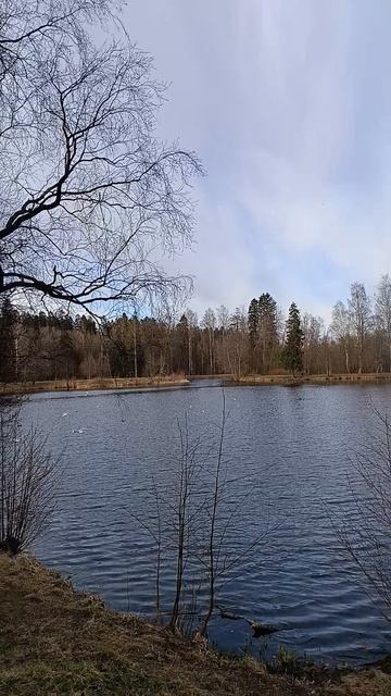 Весна в Шуваловском парке_6. С-Пб_Апрель 2026 год