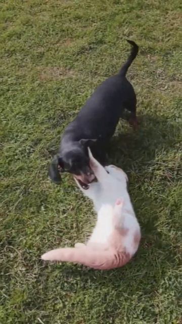 кот возомнил себя собакой