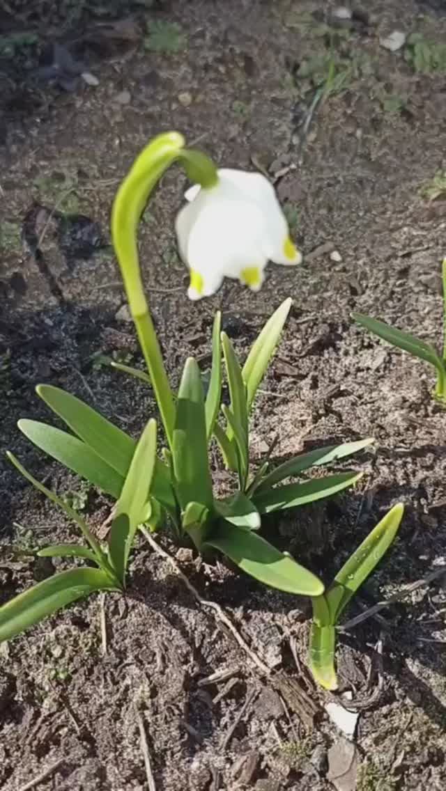 Белоцветники - первые весенние цветы в моем цветнике.