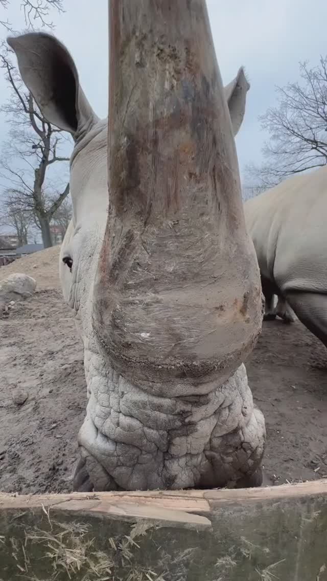 Мукбанг от носорога.