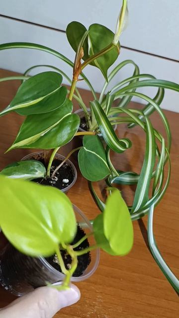 Видео для Авито ☘️🌿💚 #авито #астрахань  #домашниецветочки