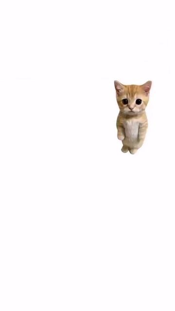 котята пояснят)