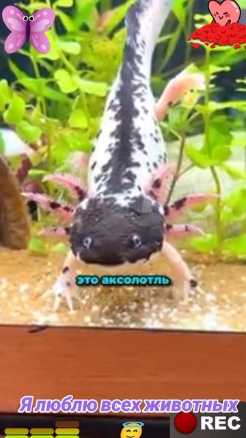 Я люблю всех животных😇