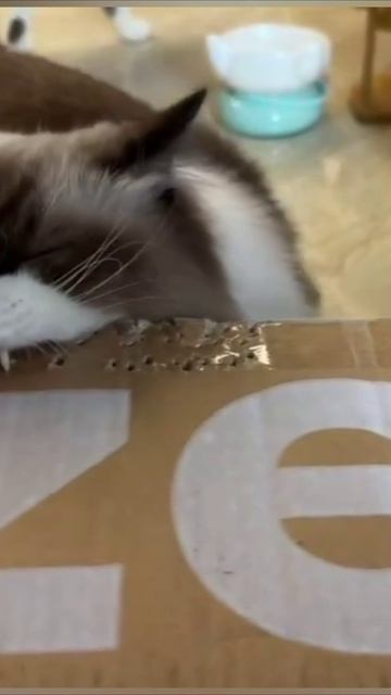 Смешные коты #118-6