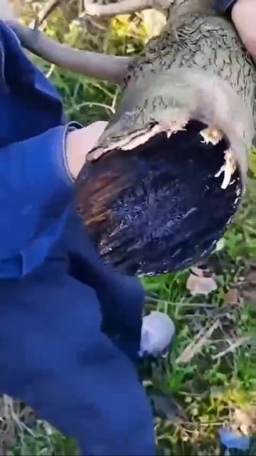 Китайские ученые придумали лазерную пушку которая рубит деревья