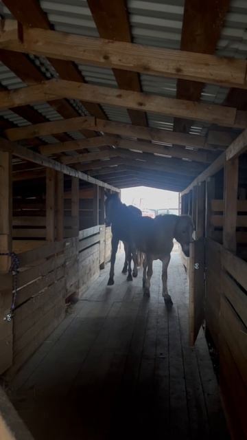 Торопятся на ужин 🐴😌
#приютСудьба #приютдляживотных #животные #лошади