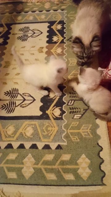 2690f677fa40403fc852591efd841e75