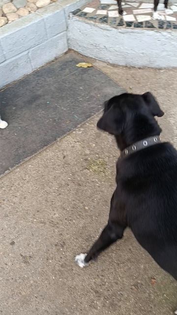 Где ты Персик